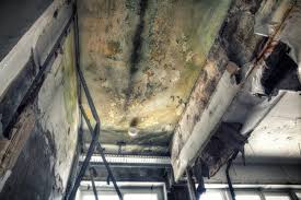 Why You Should Choose Our Mold Remediation Services in Geneva, NE